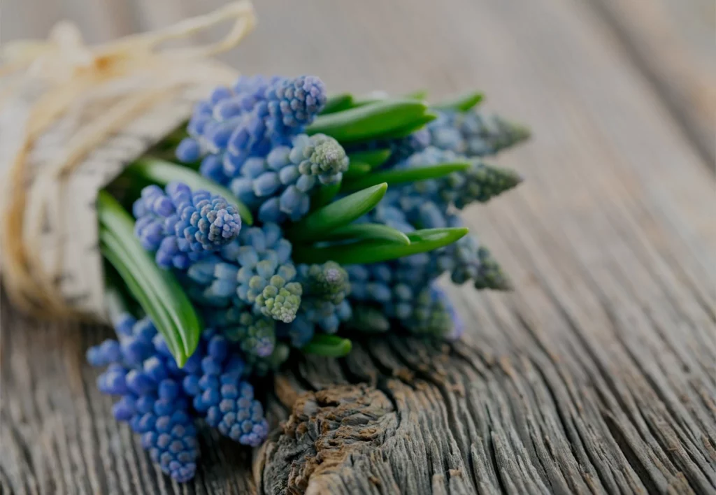Muscari Flores by Natalia Palacios Header Image background